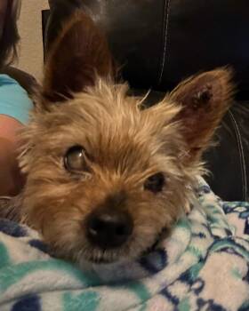 Sir Russ -  Yorkshire Terrier Dog for Adoption in College Station, Texas - Sir Russ | PetCurious