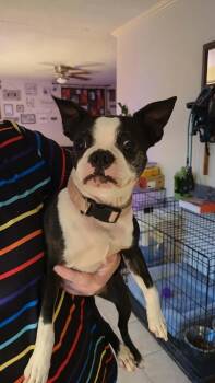Holly -  Boston Terrier Dog for Adoption in Benbrook, Texas - Holly | PetCurious