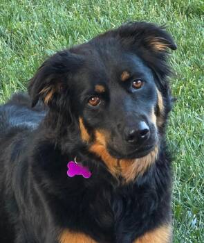 Miley -  Shepherd Dog for Adoption in Lisbon, Iowa - Miley | PetCurious