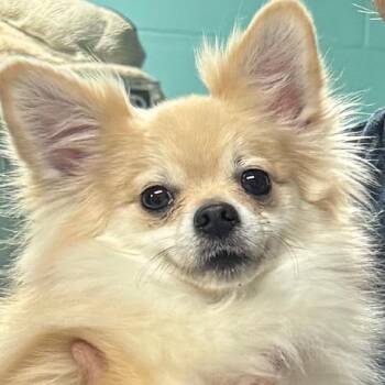 Pomeranian and Chihuahua Dogs Available for Adoption in Port Charlotte, Florida - Bubby | PetCurious