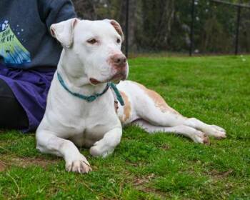 Mixed Breed Dogs Available for Adoption in Chamblee, Georgia - Manchas | PetCurious