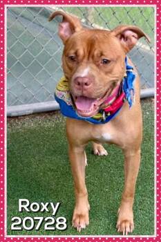 Roxy(809) -  Pit Bull Terrier Dog for Adoption in Marietta, Georgia - Roxy(809) | PetCurious
