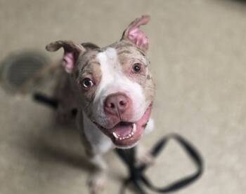 Rescue Mixed Breed Dogs for Adoption in New York, New York - Loyal | PetCurious