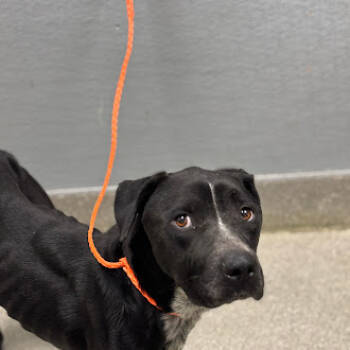 Rescue Pit Bull Terrier Dogs for Adoption in Las Vegas, Nevada - SHADOW | PetCurious