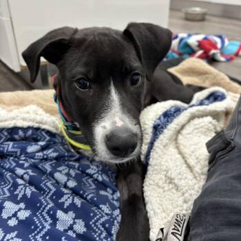 Bravo -  Black Labrador Retriever and Mixed Breed Dog for Adoption in Fairfax Station, Virginia - Bravo | PetCurious