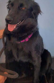 Rescue Labrador Retriever Dogs for Adoption in West Hollywood, California - AERO | PetCurious