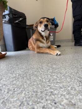 Rescue Labrador Retriever and Mixed Breed Dogs for Adoption in Pasadena, Texas - DIVA | PetCurious