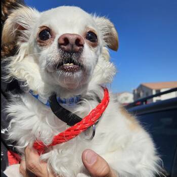 Rescue Poodle and Chihuahua Dogs for Adoption in Las Vegas, Nevada - Ryan | PetCurious