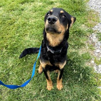 Poodle and Rottweiler Dogs Available for Adoption in Jasper, Indiana - Cashmere | PetCurious