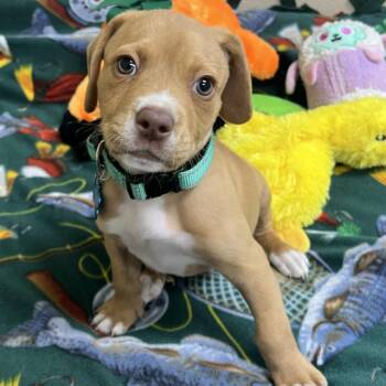 Slushie -  Mixed Breed Dog for Adoption in State College, Pennsylvania - Slushie | PetCurious