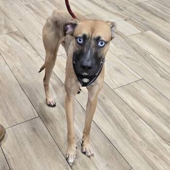 Rescue Shepherd and Siberian Husky Dogs for Adoption in Newark, New Jersey - Storm | PetCurious