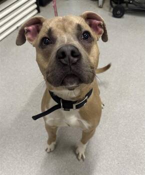 Boxer and Pit Bull Terrier Dogs Available for Adoption - NEWT | PetCurious