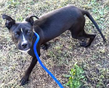 Rescue Terrier Dogs for Adoption in Charlottesville, Virginia - Giblet Mini Pocket Boy At 4 Years Old 23 Pounds! | PetCurious