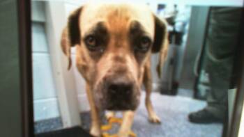 A1266531 -  Mixed Breed Dog for Adoption in Charlotte, North Carolina - A1266531 | PetCurious