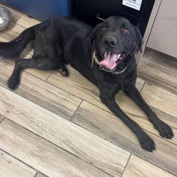 Cody -  Mixed Breed Dog for Adoption in Henderson, Kentucky - Cody | PetCurious