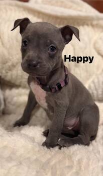 Pit Bull Terrier Dogs Available for Adoption - Happy | PetCurious
