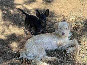 Beans -  Cairn Terrier Dog for Adoption in Aurora, Colorado - Beans | PetCurious