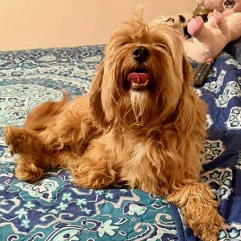 Poodle Dogs Available for Adoption - Cowboy | PetCurious