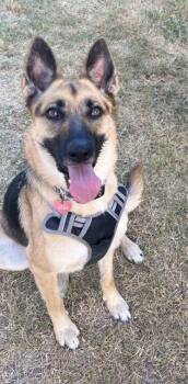 Daisy -  German Shepherd Dog Dog for Adoption in New Braunfels, Texas - Daisy | PetCurious