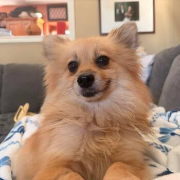Bobby Jo -  Pomeranian Dog for Adoption in Warren, Rhode Island - Bobby Jo | PetCurious