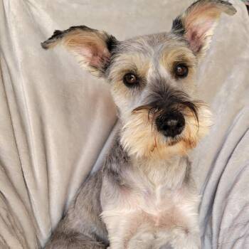 Miniature Schnauzer Dogs Available for Adoption - Santina | PetCurious