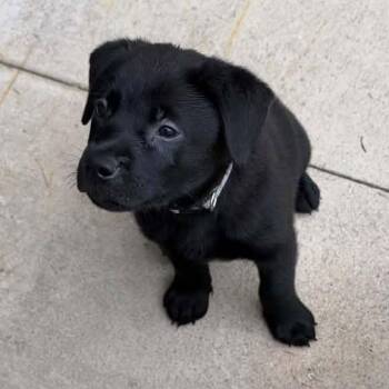 Ben Wyatt -  Mixed Breed Dog for Adoption in Racine, Wisconsin - Ben Wyatt | PetCurious