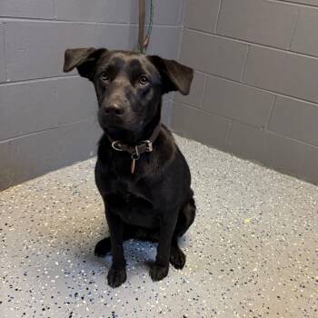 Labrador Retriever and Mixed Breed Dogs Available for Adoption in Tuscaloosa, Alabama - TUSC-Stray-84505 | PetCurious