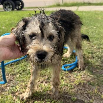 Indigo -  Terrier Dog for Adoption in Harlingen, Texas - Indigo | PetCurious