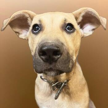 Rescue Black Mouth Cur Dogs for Adoption in West Jefferson, Ohio - Ziggy @ Prison Training Program | PetCurious