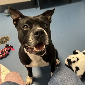Rescue American Staffordshire Terrier Dogs for Adoption in Hampton Bays, New York - Tyson | PetCurious