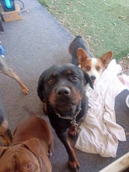 Rescue Rottweiler Dogs for Adoption in Lavon, Texas - Rune | PetCurious