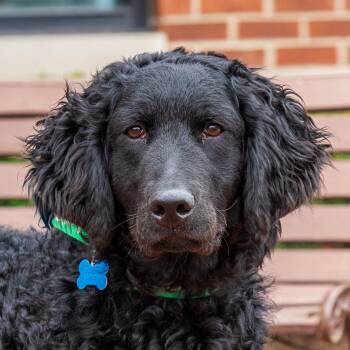Curly Coated Retriever Dogs Available for Adoption in Arlington Heights, Illinois - Lambchop | PetCurious