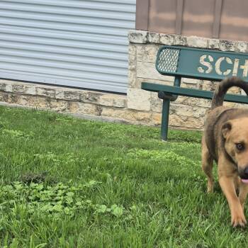 Shepherd and Dachshund Dogs Available for Adoption in Schertz, Texas - Tango | PetCurious