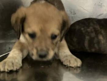 BUICK -  Mixed Breed Dog for Adoption in Dallas, Texas - BUICK | PetCurious
