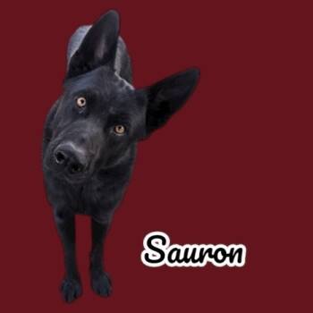 Rescue German Shepherd Dog Dogs for Adoption in Scottsdale, Arizona - Sauron | PetCurious