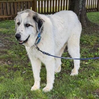 Sampson -  Great Pyrenees Dog for Adoption in Sequatchie, Tennessee - Sampson | PetCurious