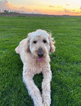 Goldendoodle Dogs Available for Adoption in Celina, Ohio - Oakley!! | PetCurious