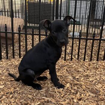 Monet -  Terrier and Dachshund Dog for Adoption in Ogontz Campus, Pennsylvania - Monet | PetCurious