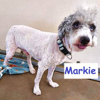 Markie -  Poodle Dog for Adoption in Falls Creek, Pennsylvania - Markie | PetCurious