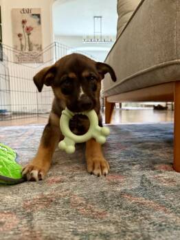 Big Tuna -  Shepherd Dog for Adoption in Denver, Colorado - Big Tuna | PetCurious