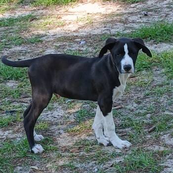 Mixed Breed Dogs Available for Adoption in Williston, Florida - Orion | PetCurious