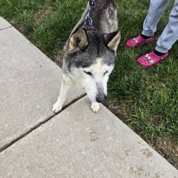 Mixed Breed Dogs Available for Adoption in Philadelphia, Pennsylvania - Silver | PetCurious