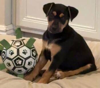 Matilda -  Hound Dog for Adoption in Windsor Locks, Connecticut - Matilda | PetCurious