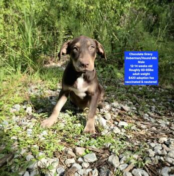 Chocolate Gravy -  Doberman Pinscher and Hound Dog for Adoption in Oviedo, Florida - Chocolate Gravy | PetCurious