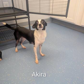 Akira -  Chihuahua and Shih Tzu Dog for Adoption in Watertown, New York - Akira | PetCurious