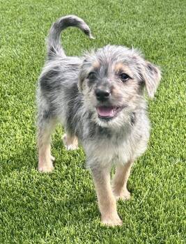Harper * -  Yorkshire Terrier and Australian Shepherd Dog for Adoption in West Palm Beach, Florida - Harper * | PetCurious