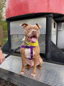 Beetle -  American Staffordshire Terrier Dog for Adoption in Westwood, New Jersey - Beetle | PetCurious