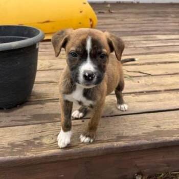 Mixed Breed Dogs Available for Adoption - Baja Blast | PetCurious