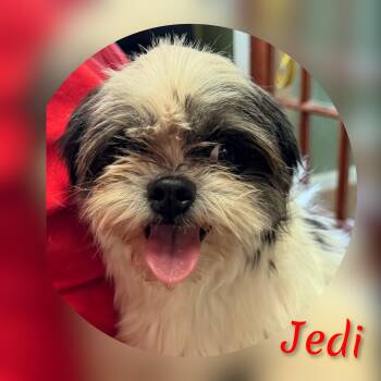 Jedi -  Shih Tzu Dog for Adoption in Fredericksburg, Virginia - Jedi | PetCurious