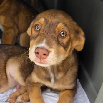 Gunner -  Labrador Retriever Dog for Adoption in Goltry, Oklahoma - Gunner | PetCurious
